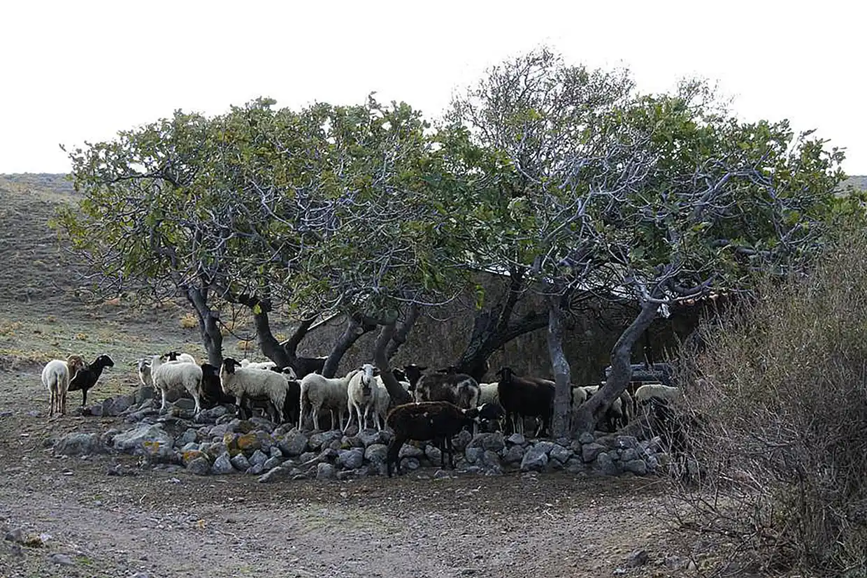 Η Λήμνος μέσα από εικόνες – Όλοι έχουν λίγα πρόβατα