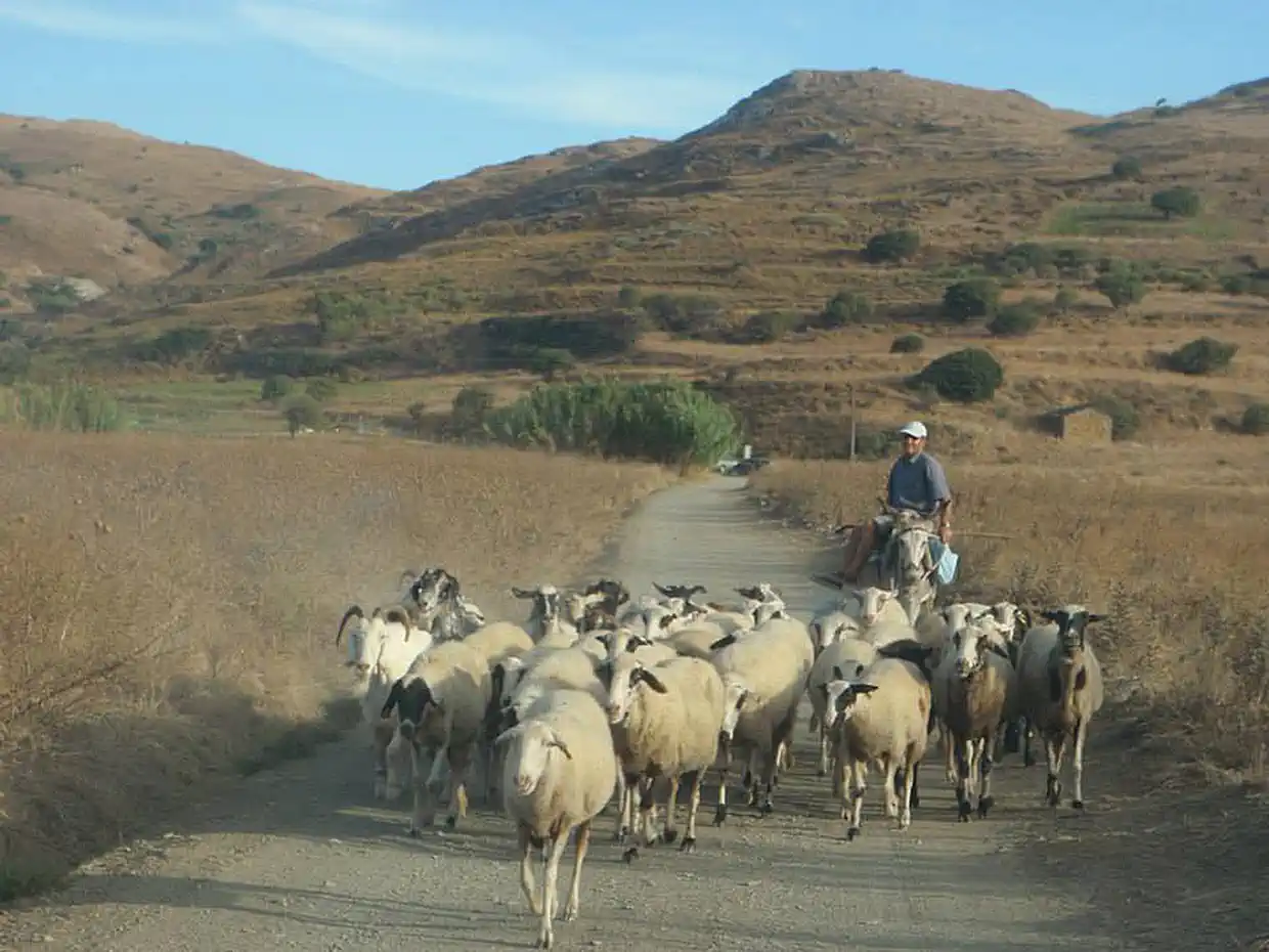 Η Λήμνος μέσα από εικόνες – Όλοι έχουν λίγα πρόβατα
