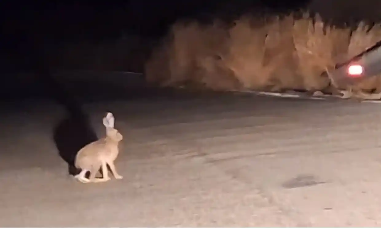 Η Λήμνος μέσα από εικόνες – Προσοχή στους λαγούς και τα κουνέλια