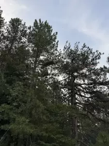 Δήμος Δίου Ολύμπου: Υπό έλεγχο τέθηκε η εστία φωτιάς που ξέσπασε στην περιοχή του Καταφυγίου Κορομηλιάς