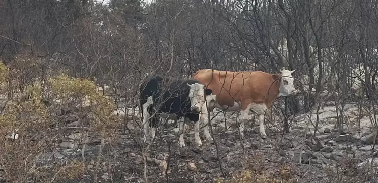 Περιφέρεια Κεντρικής Μακεδονίας: Προφύλαξη του ζωικού κεφαλαίου από φυσικές καταστροφές