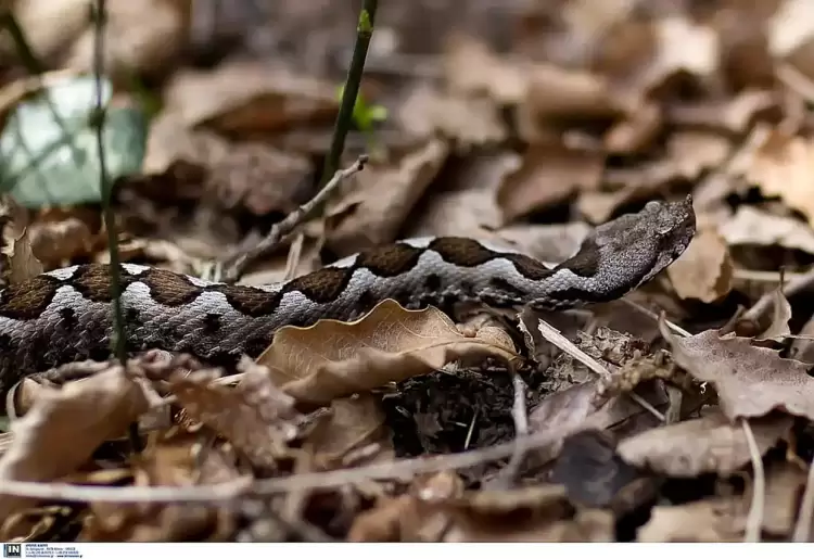 Πιερία: Οχιά επιτέθηκε σε γυναίκα στη Σκοτίνα