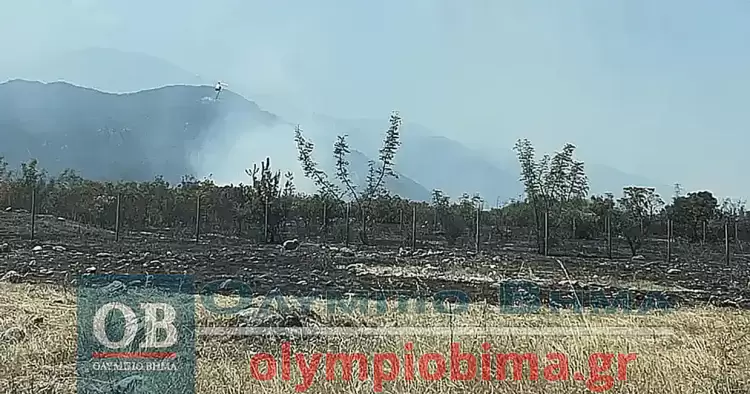 Πιερία: Υπό πλήρη έλεγχο η φωτιά στην Πλάκα Λιτοχώρου