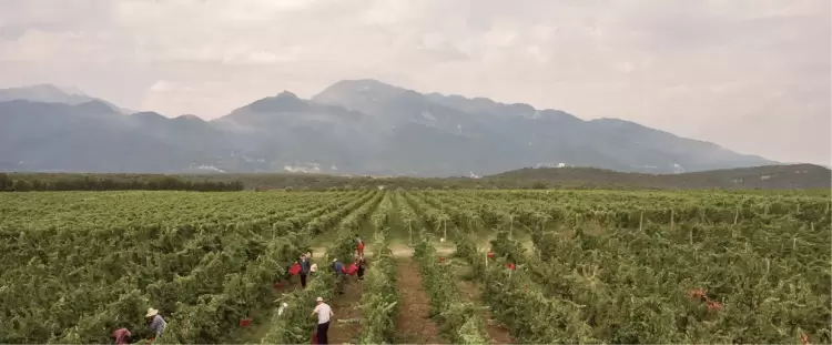 Πτώχευσε ο Τσάνταλης και ανέβηκε η Navitas Winery Πτώχευσε ο Τσάνταλης και ανέβηκε η Navitas Winery