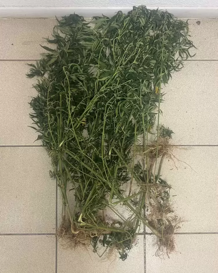 Συνελήφθη ένα άτομο στην Πιερία για καλλιέργεια δενδρυλλίων κάνναβης Συνελήφθη ένα άτομο στην Πιερία για καλλιέργεια δενδρυλλίων κάνναβης