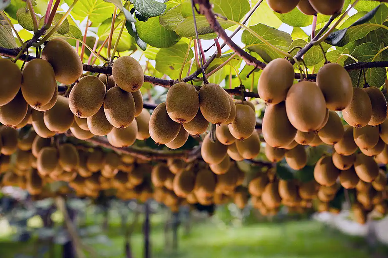 Ακτινίδια Νέας Ζηλανδίας Ακτινίδια Νέας Ζηλανδίας