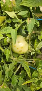 Έγκαιρη καταβολή των αποζημιώσεων για τις ζημιές από τη χαλαζόπτωση στην Πιερία ζήτησε η Άννα Μάνη