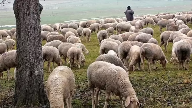 Ενημέρωση από τη Διεύθυνση Κτηνιατρικής της Περιφέρειας Κεντρικής Μακεδονίας σχετικά με την ευλογιά προβάτων