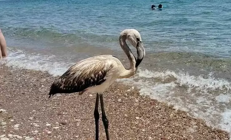 Γιατί οι παραλίες της χώρας γέμισαν με φλαμίνγκο – Τι να κάνετε αν βρεθείτε κοντά τους Γιατί οι παραλίες της χώρας γέμισαν με φλαμίνγκο – Τι να κάνετε αν βρεθείτε κοντά τους