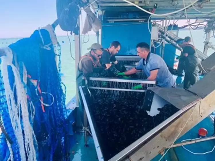 Μεγάλη καταστροφή για τις μυδοκαλλιέργειες σε Θεσσαλονίκη και Πιερία λόγω του παρατεταμένου καύσωνα