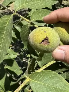 Την επιτάχυνση της διαδικασίας εκταμίευσης των αποζημιώσεων για τους αγρότες από τη χαλαζόπτωση, ζήτησε ο Σπύρος Κουλκουδίνας Την επιτάχυνση της διαδικασίας εκταμίευσης των αποζημιώσεων για τους αγρότες από τη χαλαζόπτωση, ζήτησε ο Σπύρος Κουλκουδίνας