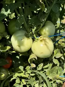 Την επιτάχυνση της διαδικασίας εκταμίευσης των αποζημιώσεων για τους αγρότες από τη χαλαζόπτωση, ζήτησε ο Σπύρος Κουλκουδίνας Την επιτάχυνση της διαδικασίας εκταμίευσης των αποζημιώσεων για τους αγρότες από τη χαλαζόπτωση, ζήτησε ο Σπύρος Κουλκουδίνας