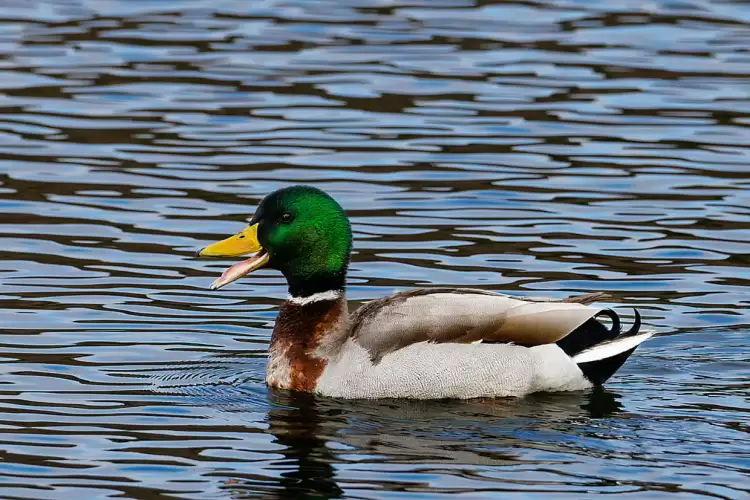 Το σύνδρομο της πάπιας Το σύνδρομο της πάπιας