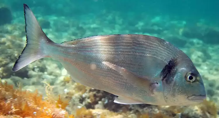 Tσιπούρα αλανιάρα