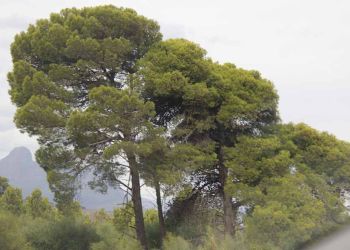 Ένα πεύκο αφηγείται…