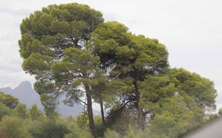 Ένα πεύκο αφηγείται... Ένα πεύκο αφηγείται…