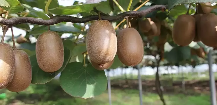 Ενημέρωση για τη συγκομιδή και εμπορία ακτινιδίων εμπορικής περιόδου 2024 2025