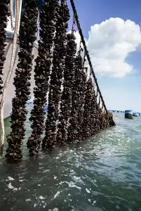 Έρχεται οικονομικό πακέτο στήριξης στους μυδοκαλλιεργητές