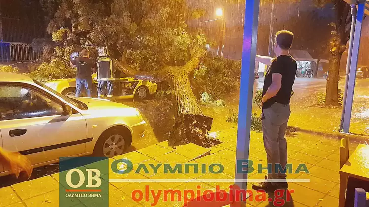 Κατερίνη: Δέντρο έχει πέσει πανω σε ταξί