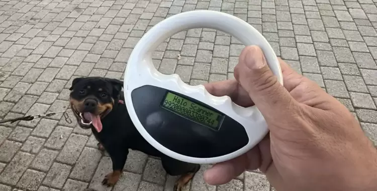 Κατερίνη: Έλεγχοι από τον Δήμο, σε δεσποζόμενα ζώα συντροφιάς από τη Δημοτική Αστυνομία Κατερίνη: Έλεγχοι από τον Δήμο, σε δεσποζόμενα ζώα συντροφιάς από τη Δημοτική Αστυνομία