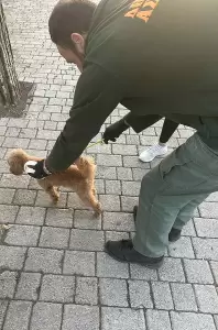 Κατερίνη: Έλεγχοι από τον Δήμο, σε δεσποζόμενα ζώα συντροφιάς από τη Δημοτική Αστυνομία Κατερίνη: Έλεγχοι από τον Δήμο, σε δεσποζόμενα ζώα συντροφιάς από τη Δημοτική Αστυνομία