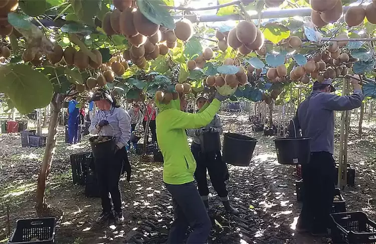 Ακτινίδια: Δόθηκαν στην ώρα τους οι άδειες για συγκομιδή - Ο πρόεδρος του ΠΕΣΚΟ στο «Ολύμπιο Βήμα» Ακτινίδια: Δόθηκαν στην ώρα τους οι άδειες για συγκομιδή – Ο πρόεδρος του ΠΕΣΚΟ στο «Ολύμπιο Βήμα»