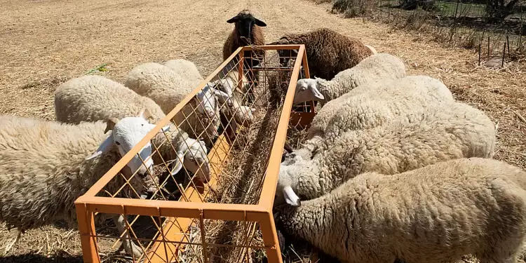 Αυξημένες αποζημιώσεις σε κτηνοτρόφους τα ζώα των οποίων επλήγησαν από πανώλη κι ευλογιά