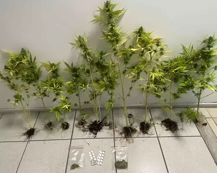 Κατερίνη: Καλλιεργούσε κάνναβη στο μπαλκόνι