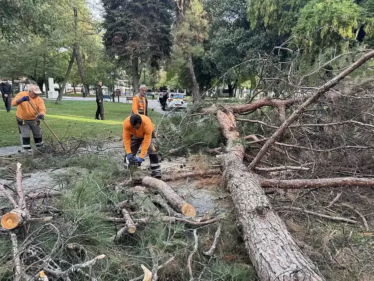 Κατερίνη: Κοπή επικίνδυνων δέντρων στο Δημοτικό Πάρκο