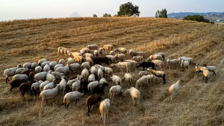 Κώστας Τσιάρας για ευλογιά: Με την πάροδο του 10ημέρου θα γίνει επανεκτίμηση της κατάστασης