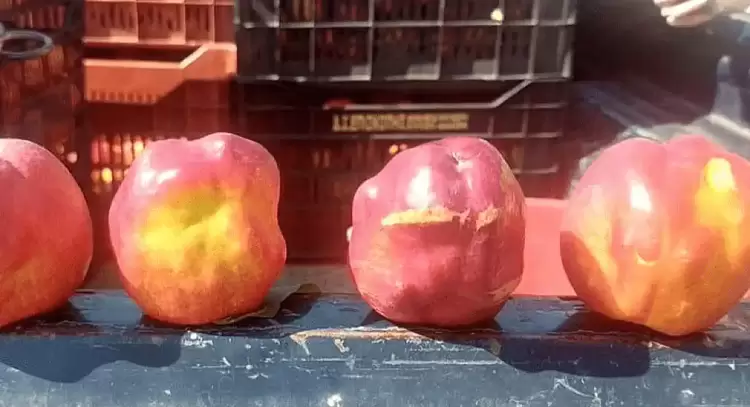 Ολοκληρωμένο σχέδιο οδηγιών από το ΥΠΑΑΤ για την αντιμετώπιση της ασθένειας των πυρηνόκαρπων