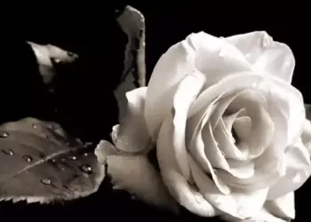 Συλλυπητήριο Μήνυμα Ένωσης Καθηγητών Πληροφορικής Πιερίας