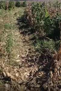 Βοιωτία: Βρέθηκε μία από τις μεγαλύτερες χασισοφυτείες στη χώρα με 8.000 δενδρύλλια και εκτιμώμενη αξία 15. εκατ. ευρώ Βοιωτία: Βρέθηκε μία από τις μεγαλύτερες χασισοφυτείες στη χώρα με 8.000 δενδρύλλια και εκτιμώμενη αξία 15. εκατ. ευρώ