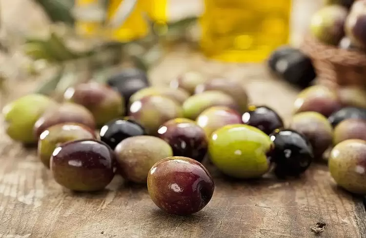 Επιτραπέζια ελιά: Πώς κινήθηκε η παραγωγή των «Χαλκιδικής» και «Αμφίσσης»