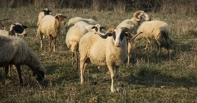 Ευλογιά προβάτων: Σε ποιες Περιφέρειες εφαρμόζονται νέα μέτρα και σε ποιες αίρονται Ευλογιά προβάτων: Σε ποιες Περιφέρειες εφαρμόζονται νέα μέτρα και σε ποιες αίρονται