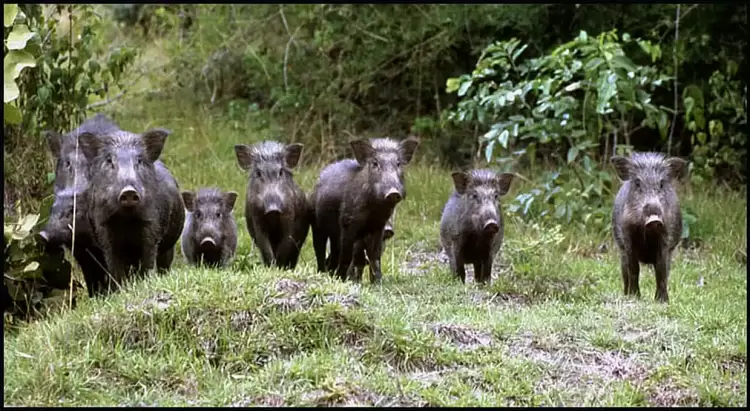 Πρόγραμμα φιλοξενίας αγριογούρουνων Πρόγραμμα φιλοξενίας αγριογούρουνων
