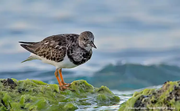 Σήμα κινδύνου για τα μεταναστευτικά παρυδάτια πουλιά Σήμα κινδύνου για τα μεταναστευτικά παρυδάτια πουλιά
