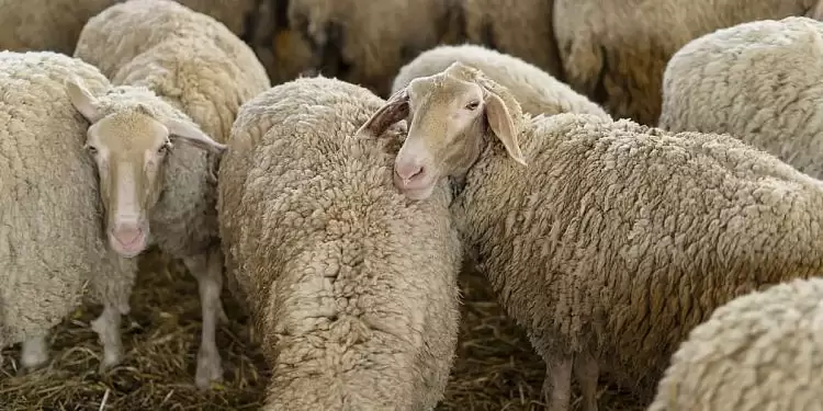 Τα μέτρα της Γενικής Διεύθυνσης Κτηνιατρικής του ΥΠΑΑΤ για την ευλογιά των προβάτων