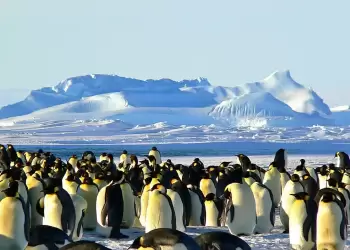 Θέσεις εργασίας στον Νότιο Πόλο Θέσεις εργασίας στον Νότιο Πόλο