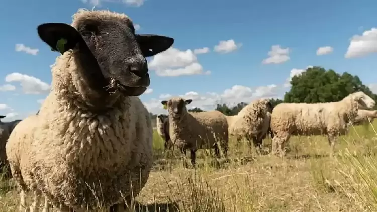 Δεύτερο κύμα αποζημιώσεων σε κτηνοτρόφους για πανώλη κι ευλογιά Δεύτερο κύμα αποζημιώσεων σε κτηνοτρόφους για πανώλη κι ευλογιά