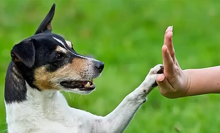 Φιλοζωικό Σωματείο ΑΡΓΟΣ: Εύχεται στα μέλη του και σε όλους τους φιλόζωους