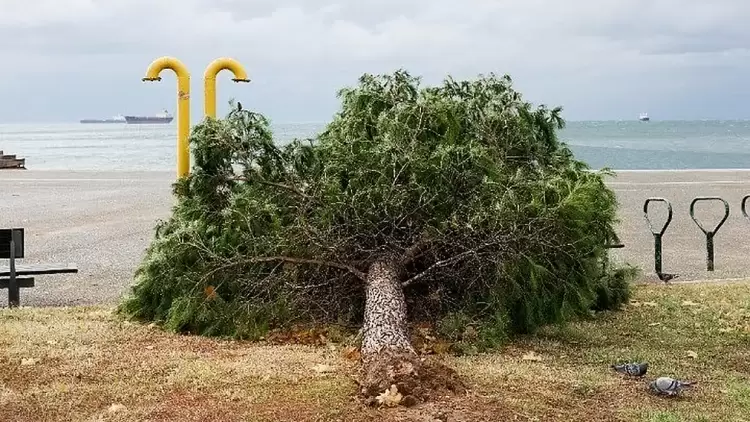 Γιατί πέφτουν τα δέντρα από την κακοκαιρία Γιατί πέφτουν τα δέντρα από την κακοκαιρία