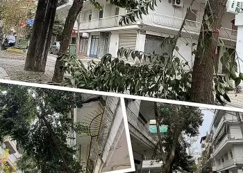 Κατερίνη: Πολύ ψηλά τα δέντρα στον αστικό ιστό – Σπάνε τα κλαδιά
