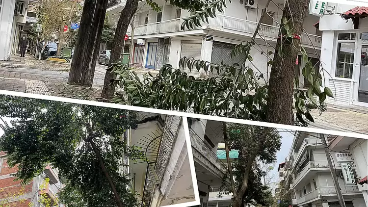 Κατερίνη: Πολύ ψηλά τα δέντρα στον αστικό ιστό – Σπάνε τα κλαδιά