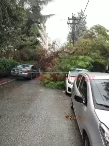 Κατερίνη: Πτώση δέντρου πριν λίγο στην οδό Νοταρά (βίντεο – εικόνες)