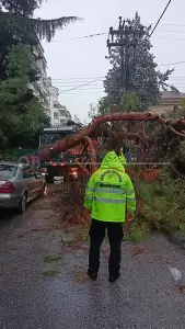Κατερίνη: Πτώση δέντρου πριν λίγο στην οδό Νοταρά (βίντεο – εικόνες)