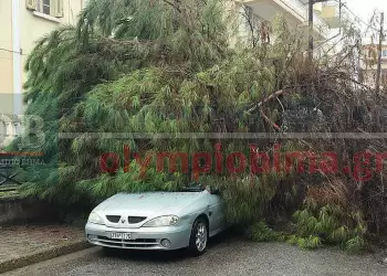 Κατερίνη: Πτώση πεύκου - Yλικές ζημιές σε οχήματα (βίντεο - εικόνες) Κατερίνη: Πτώση δέντρου πριν λίγο στην οδό Νοταρά (βίντεο – εικόνες)