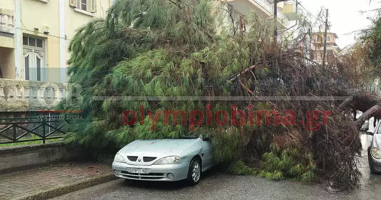 Κατερίνη: Πτώση δέντρου πριν λίγο στην οδό Νοταρά (βίντεο – εικόνες)