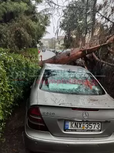 Κατερίνη: Πτώση δέντρου πριν λίγο στην οδό Νοταρά (βίντεο – εικόνες)
