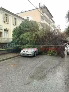 Κατερίνη: Πτώση δέντρου πριν λίγο στην οδό Νοταρά (βίντεο – εικόνες)